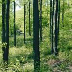 Der Wald birgt Schätze