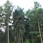 „Wir müssen Mischwälder mit einheimischen, klimaresistenten Baumarten voranbringen“.