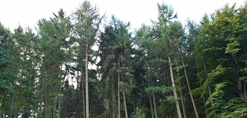 „Wir müssen Mischwälder mit einheimischen, klimaresistenten Baumarten voranbringen“.